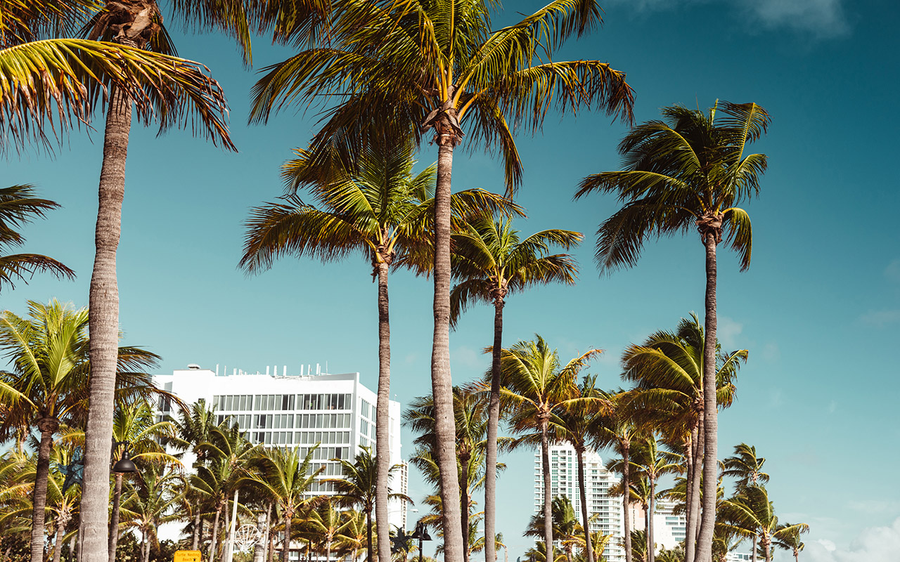 A view of South Florida with palm trees