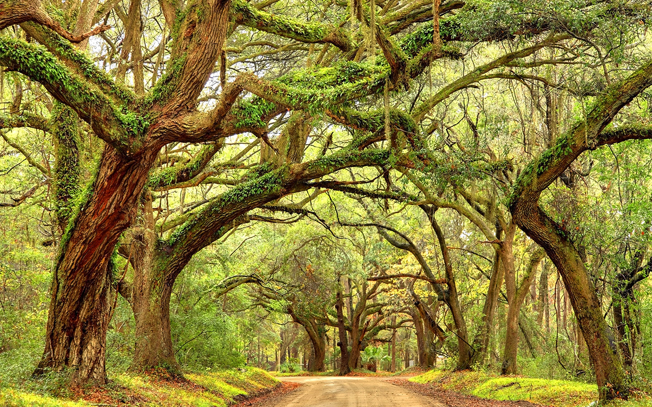 Giant oak trees draped with spanish moss line a scenic road in the South Carolina lowcountry on Edisto Island near Charleston.