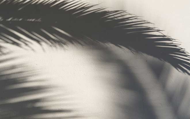 Palm tree shadow on white background