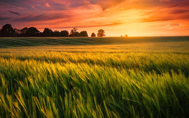Photo of a farm field set against a sunset