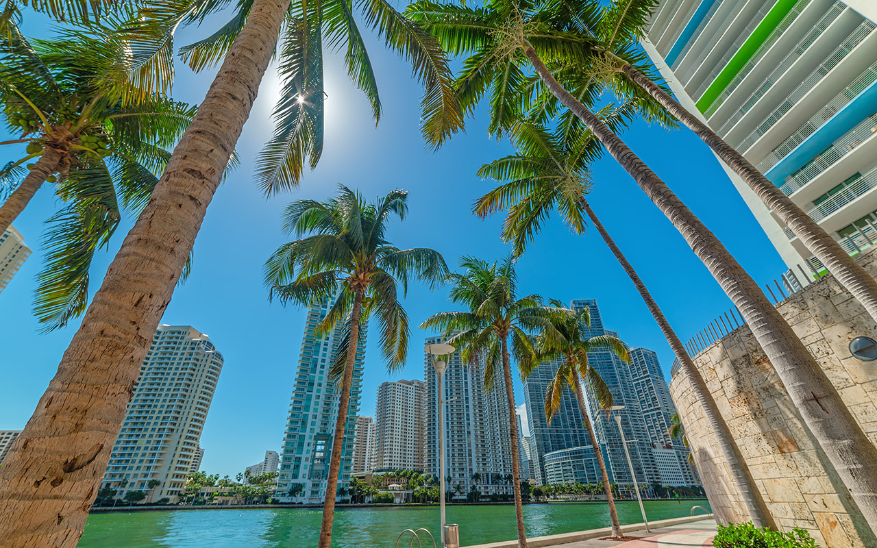 Photo of palm trees with Miami skyscrapers in the background